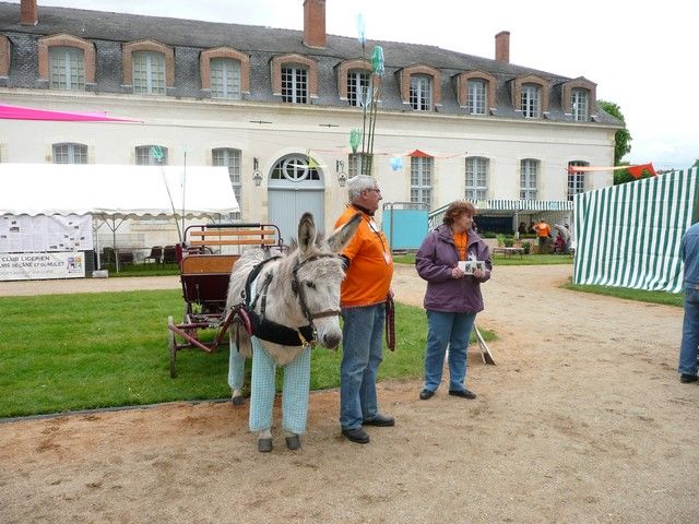 rodho 2013 (94).jpg